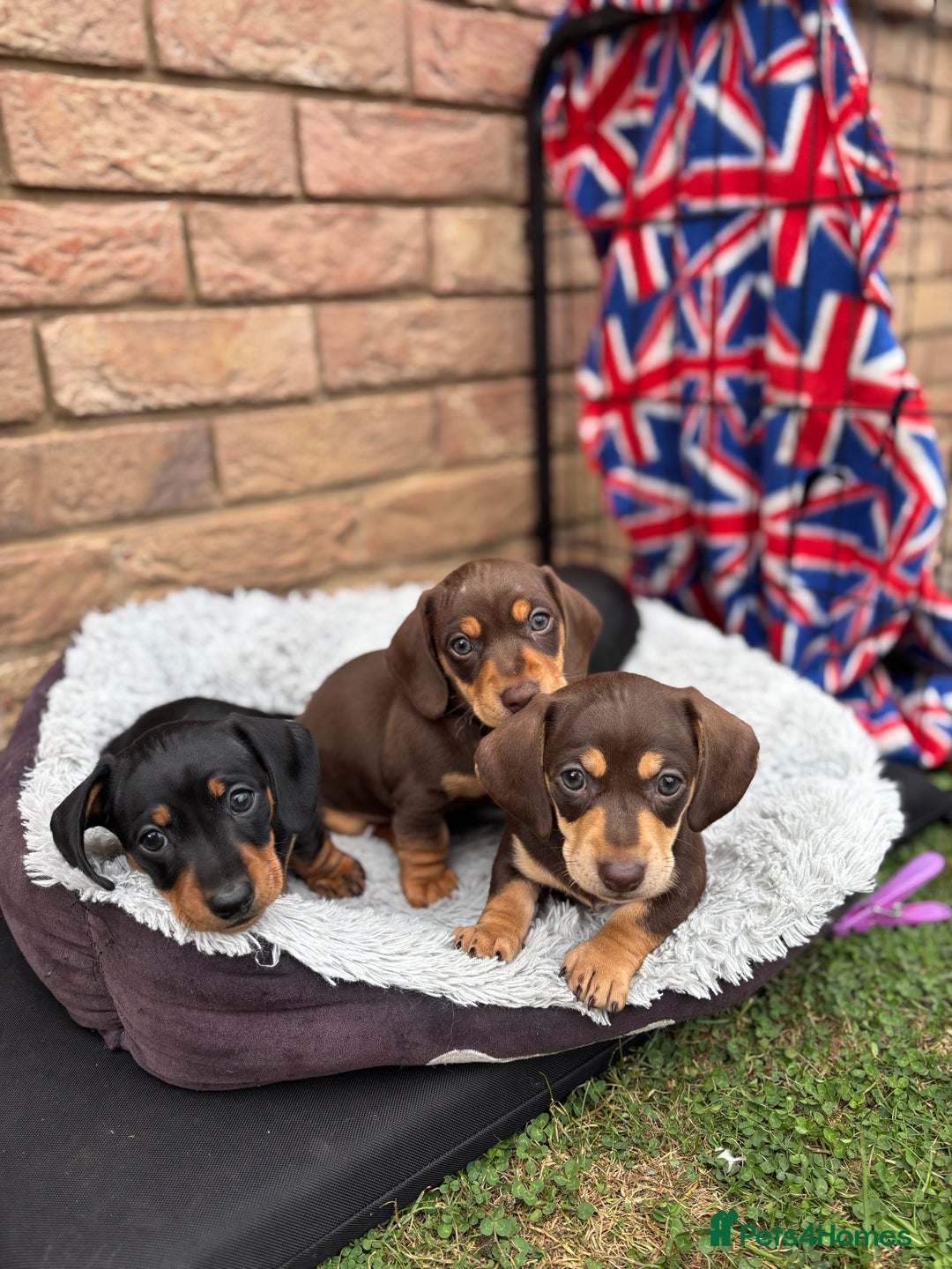 Miniature Dachshund dogs for sale: Miniature dachshund puppies  - Image 23