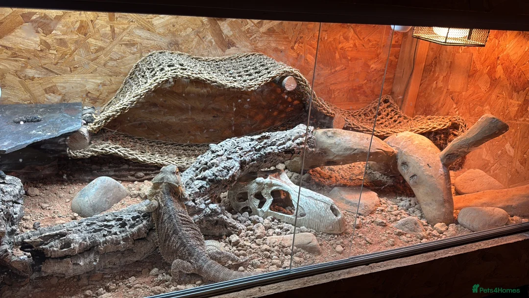 Bearded Dragon reptiles for sale: Bearded Dragon and all supplies  - Advert 2
