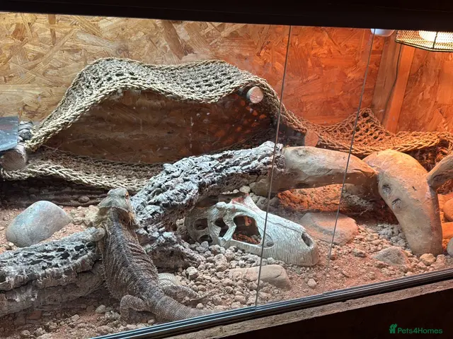 Bearded Dragon reptiles for sale: Bearded Dragon and all supplies - Advert 2