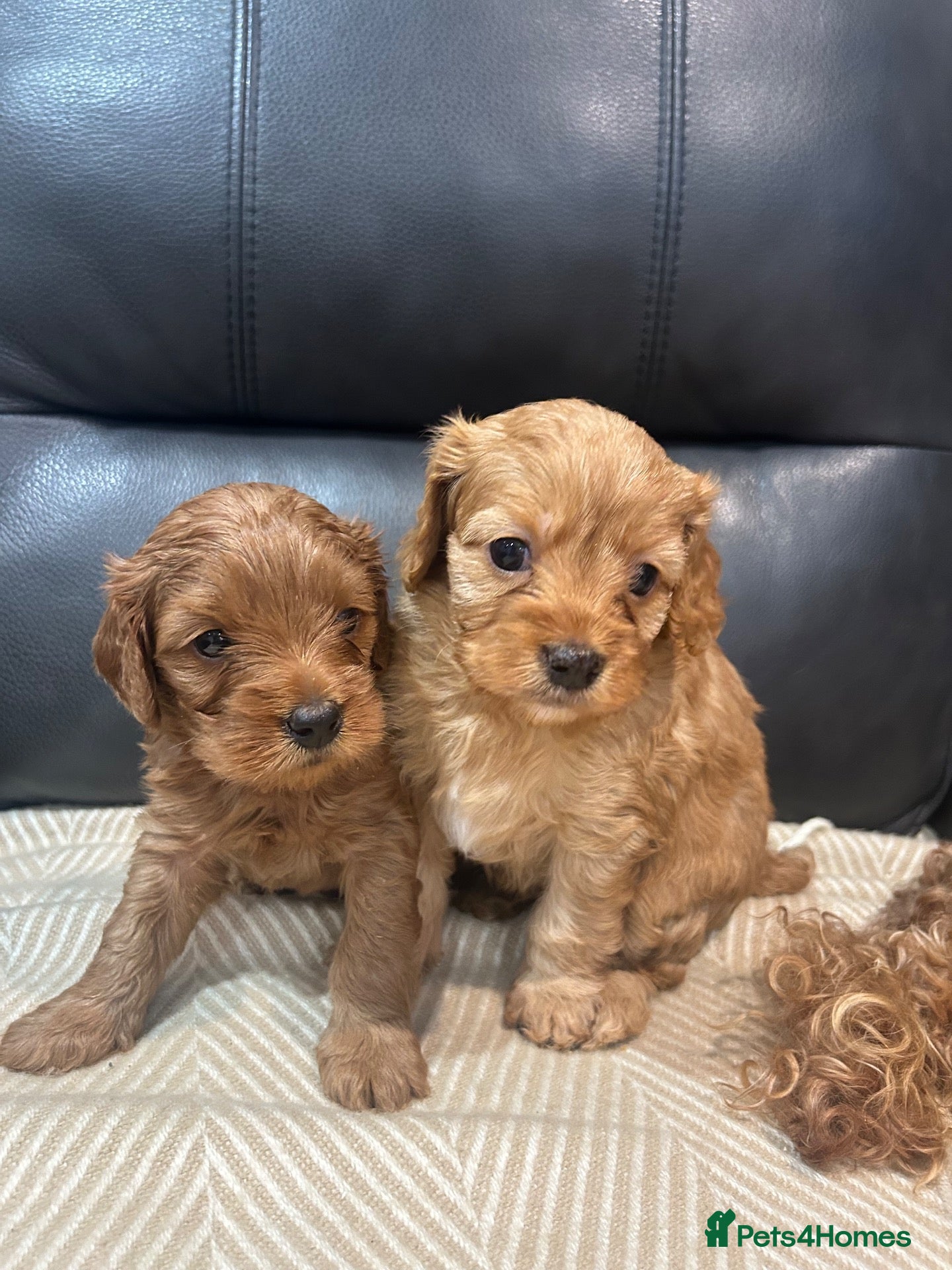 Cavapoo dogs for sale: F1 cavapoo puppies 5⭐️ breeder - Advert 10