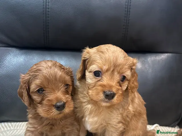 Cavapoo dogs for sale: F1 cavapoo puppies 5⭐️ breeder - Advert 10
