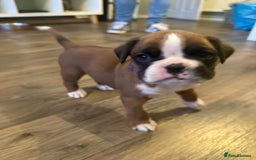 Boxer dogs for sale: Boxer Puppies  - Advert 6