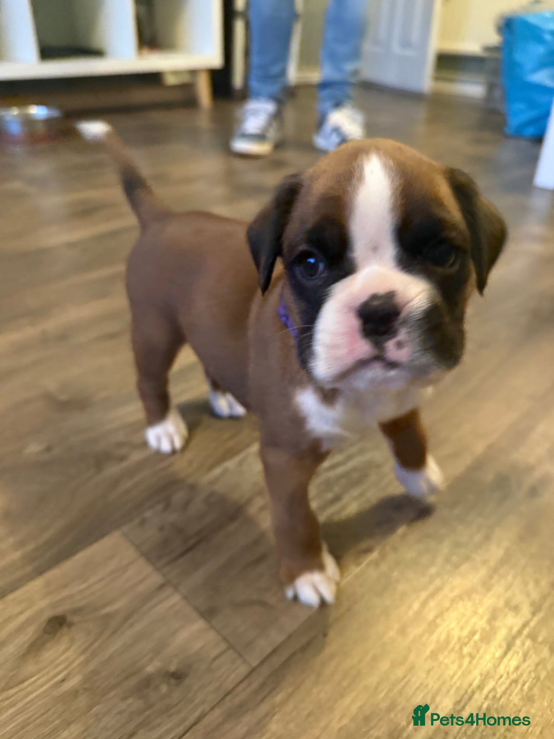 Boxer dogs for sale: Boxer Puppies  - Advert 6