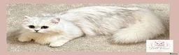 British Longhair cats for sale: Stunning Silver Tipped Longhair Kittens - Advert 1