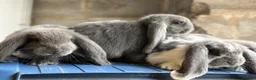 French Lop rabbits for sale: Stunning French lop babies  - Advert 15