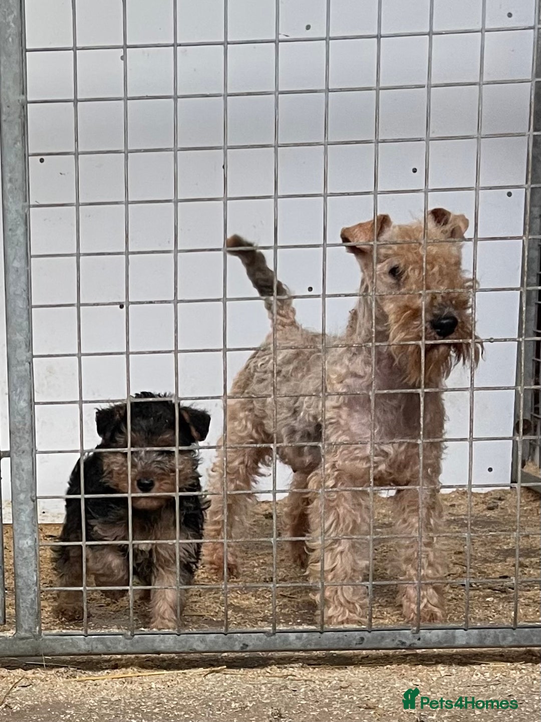 Lakeland Terrier dogs for sale: Stunning Lakeland Terrier Male  Puppies  - Advert 9