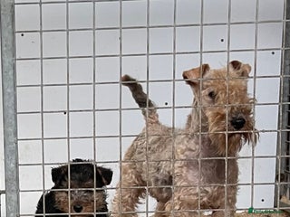 Lakeland Terrier dogs Stunning Lakeland Terrier Male Puppies - Advert 1