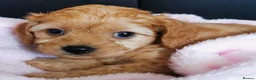 Cavapoo dogs for sale: Extensively health tested F1b Cavapoo puppies  - Advert 1