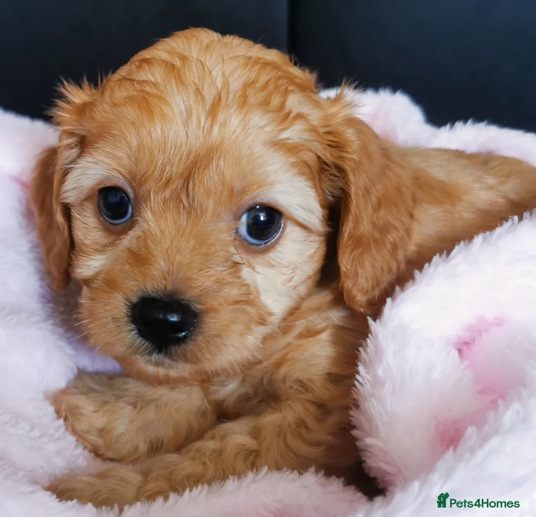 Cavapoo dogs for sale: Extensively health tested F1b Cavapoo puppies  - Advert 1