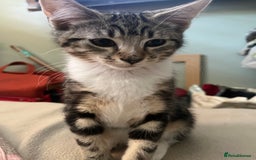 Maine Coon cats for sale: Adorable Kittens - Image 27