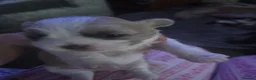 Shorkie dogs for sale: Shorkie puppies in Ferryhill - Advert 6