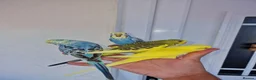 Budgerigars birds for sale: Super silly hand tamed baby budgies  - Advert 20