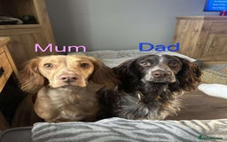 Cocker Spaniel dogs for sale: Cocker spaniel puppies  - Image 10