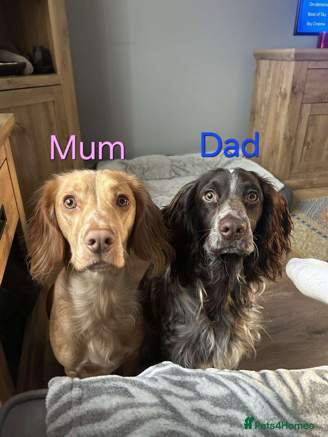 Cocker Spaniel dogs for sale: Cocker spaniel puppies  - Image 10