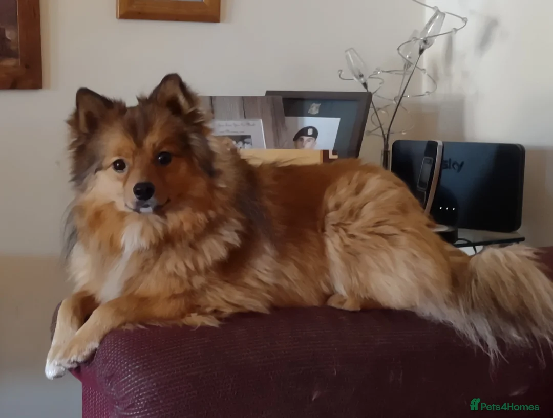 German Spitz dogs for sale: Good home wanted for adult German spitz  - Advert 3