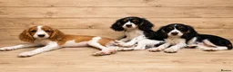 Cockalier dogs for sale: Beautiful litter ready to leave now 💕 - Advert 8