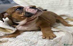 English Bulldog dogs for sale: Exceptional KC Registered English Bulldog Puppies - Image 15