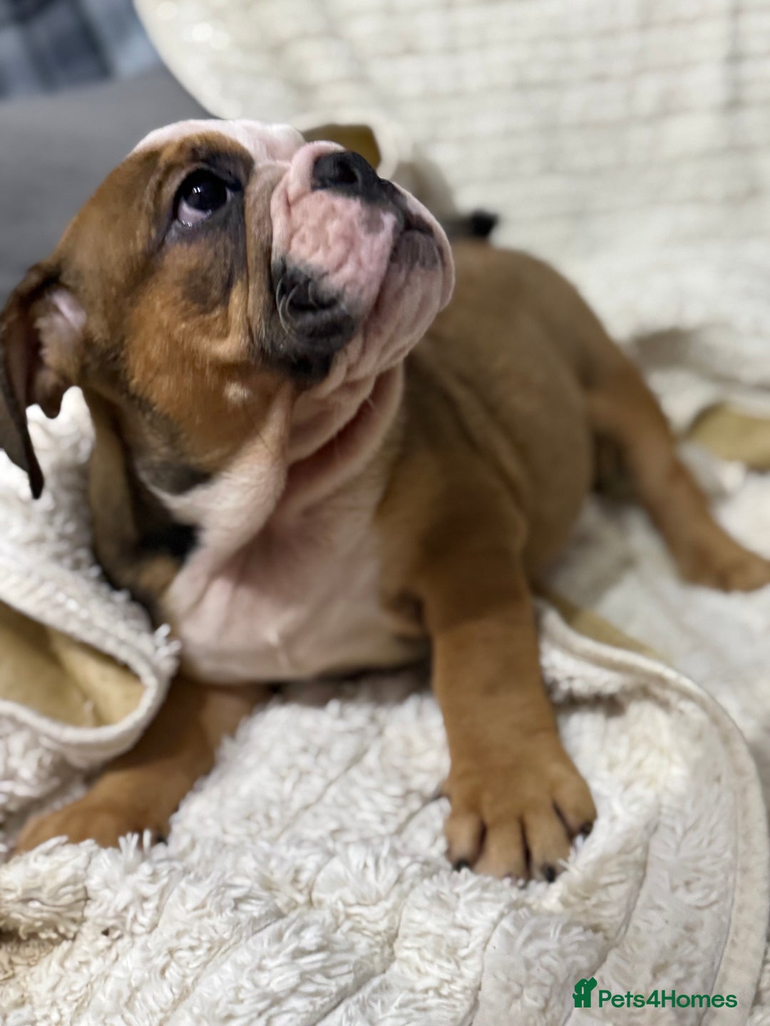 English Bulldog dogs for sale: Exceptional KC Registered English Bulldog Puppies - Image 15