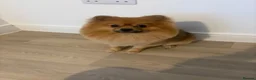 Pomeranian dogs for sale: Bruno - Advert 8