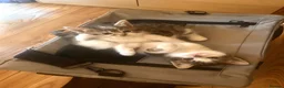 Mixed Breed cats for sale: Two kittens for sale!  in London - Advert 8