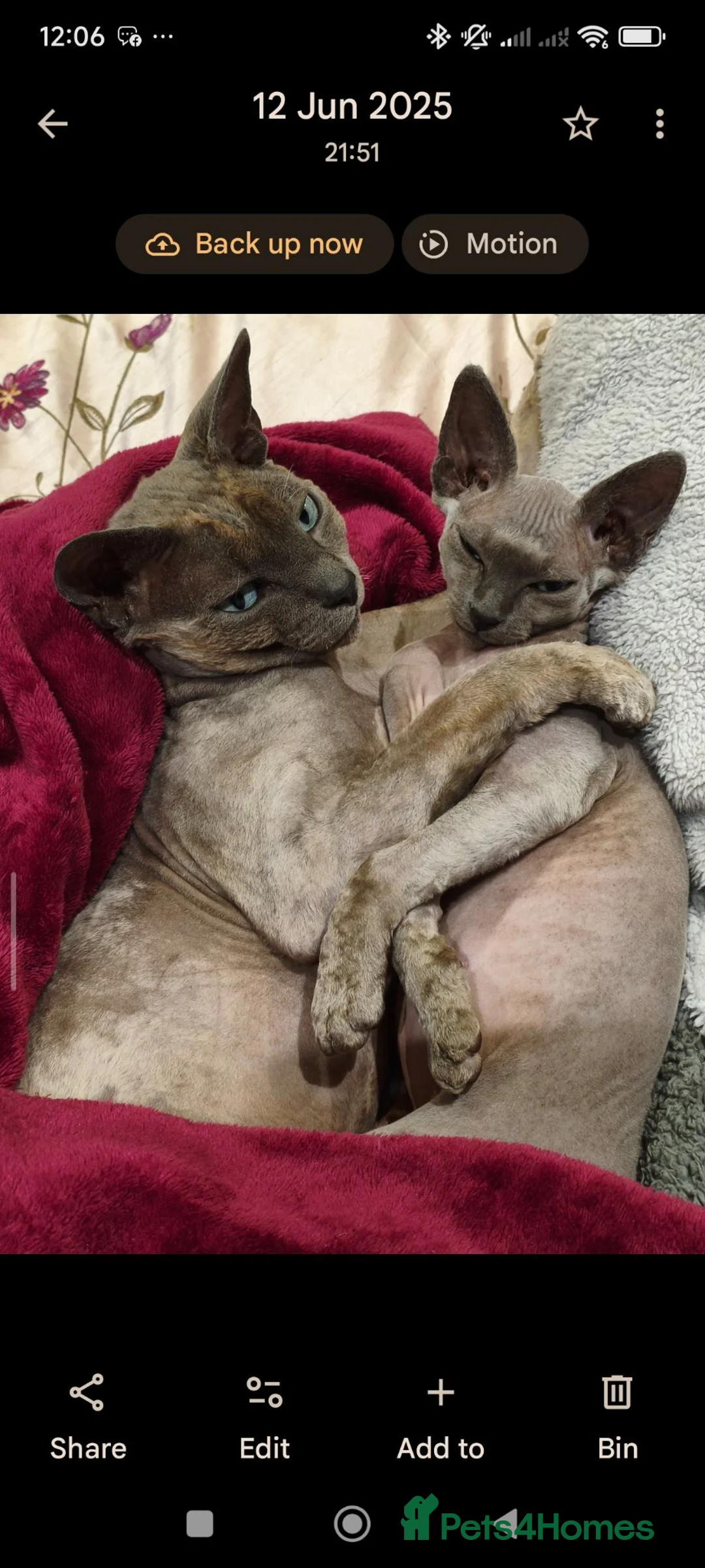 Sphynx cats for sale: Stunning Blue/Grey Sphynx Kittens (Litter of 6) - Advert 2