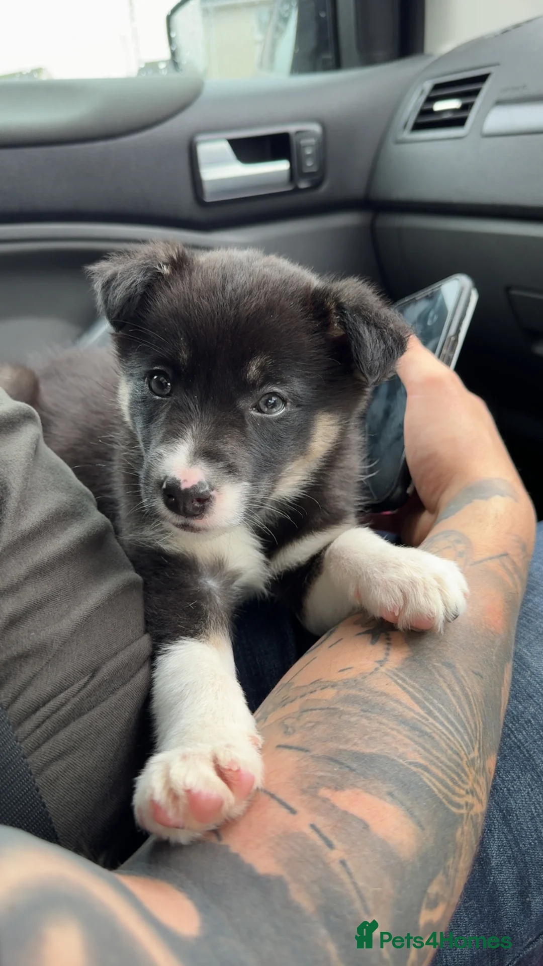 Border Collie dogs for sale: 10 week old tri female border collie  - Advert 3