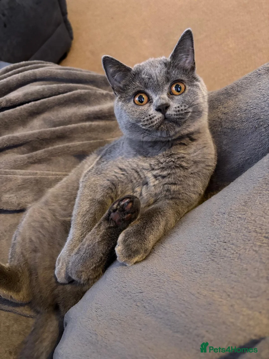 British Shorthair cats for sale: 2 Beautiful British Shorthair Sisters  - Advert 2