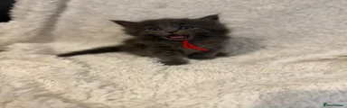Maine Coon 2 - girl 