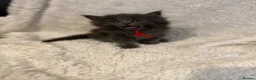 Maine Coon cats for sale: Maincoons kittens  in Cardiff - Advert 4