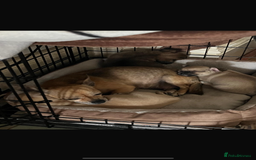 Chihuahua dogs for sale: 3 beautiful chihuahuas for sale - Image 4