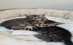 Mixed Breed cats for sale: 7 cute kittens - Image 13
