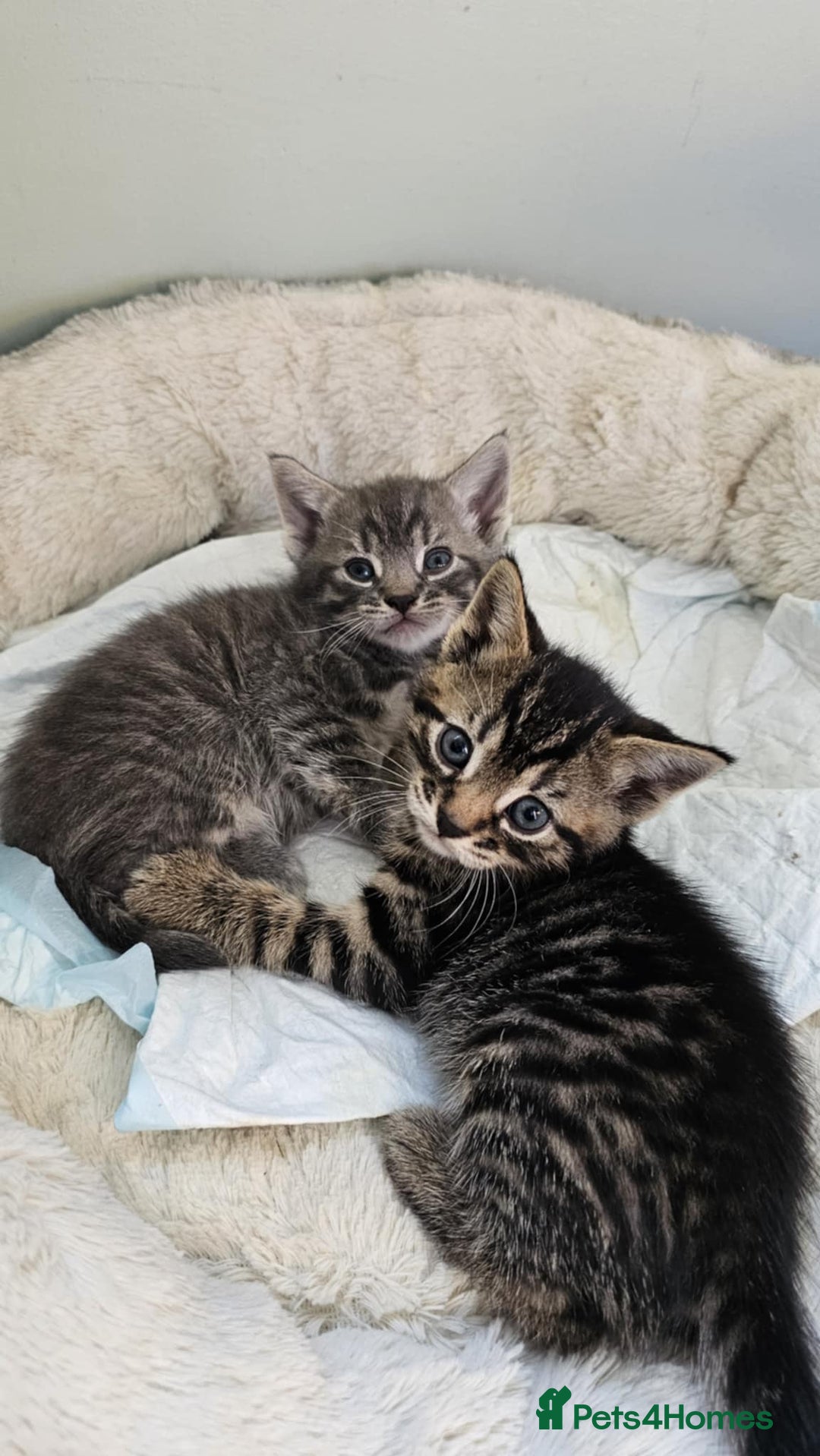 Mixed Breed cats for sale: 7 cute kittens - Image 13
