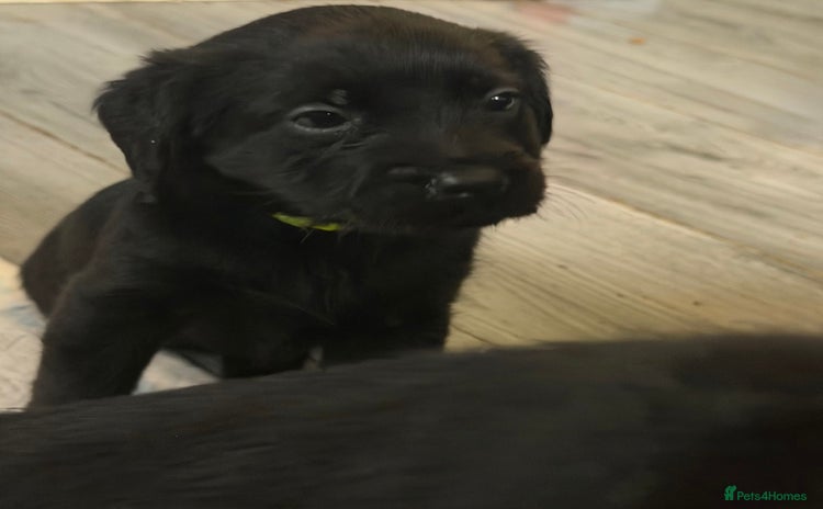 Mixed Breed dogs - Advert 7