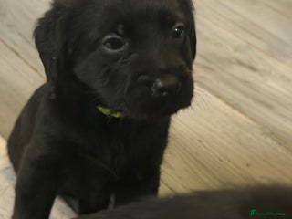 Mixed Breed dogs - Advert 4