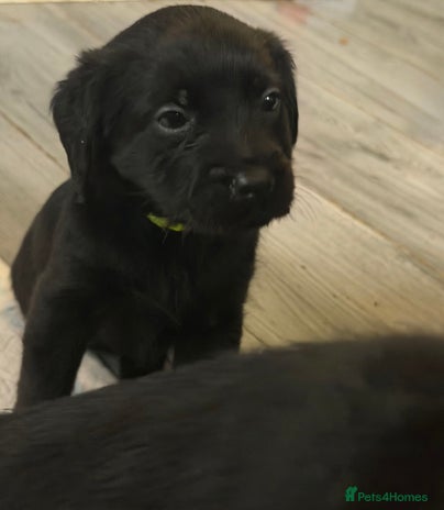 Mixed Breed dogs - Advert 10