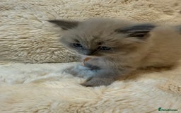 Ragdoll cats for sale: Beautiful mink point Ragdolls! 🩶🤍 - Image 32