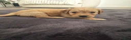 Goldendoodle dogs for sale: Beautiful strong puppy’s  - Advert 9