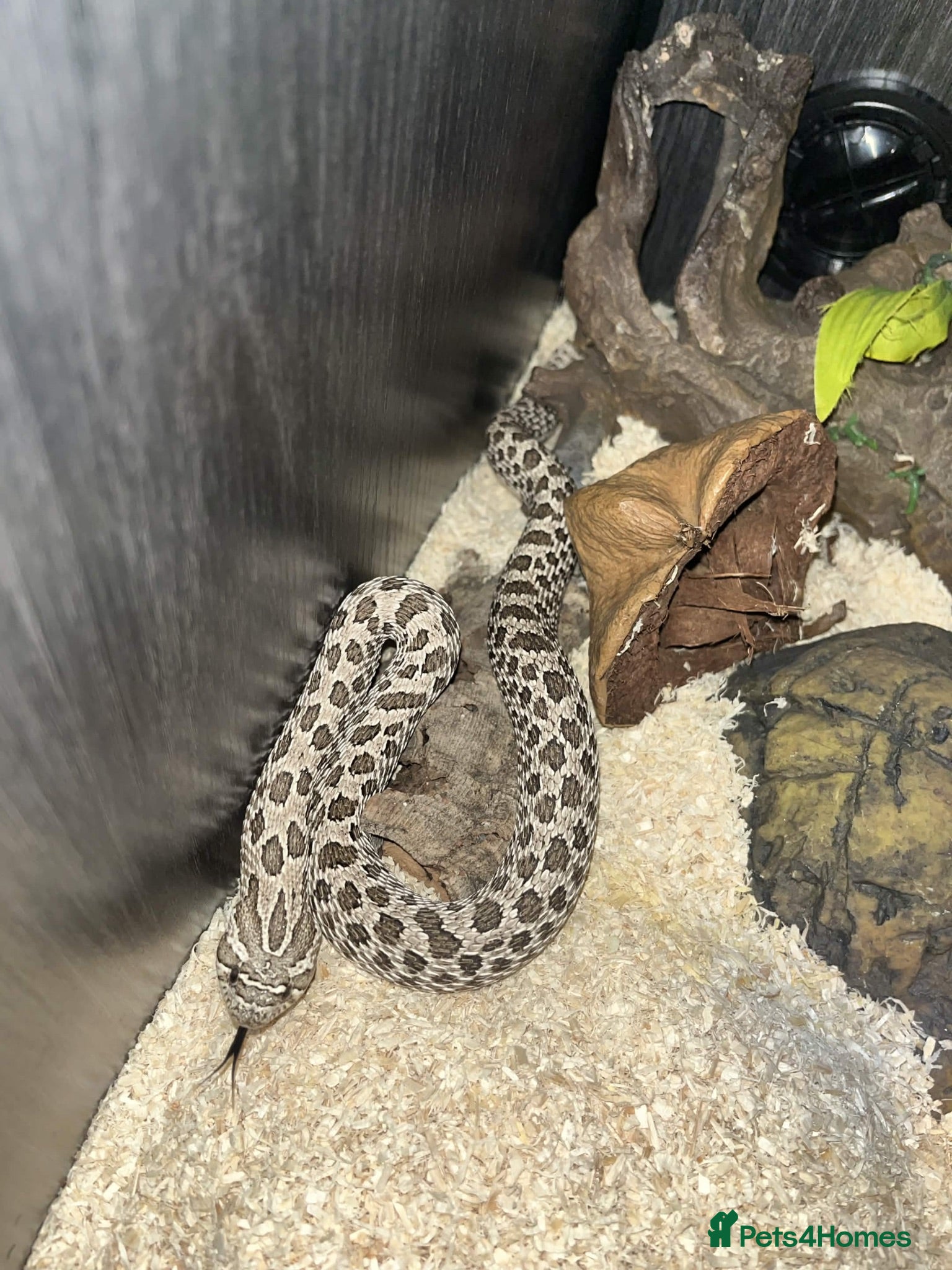 Snake reptiles Female Hognose snake (arctic het albino) - Advert 15