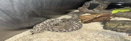 Snake reptiles for sale: Female Hognose snake (arctic het albino) - Advert 1