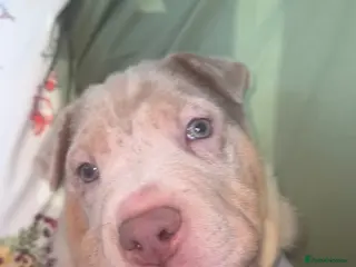 Mixed Breed dogs 1 Blue eye boy Left! Sharpei x - Advert 2