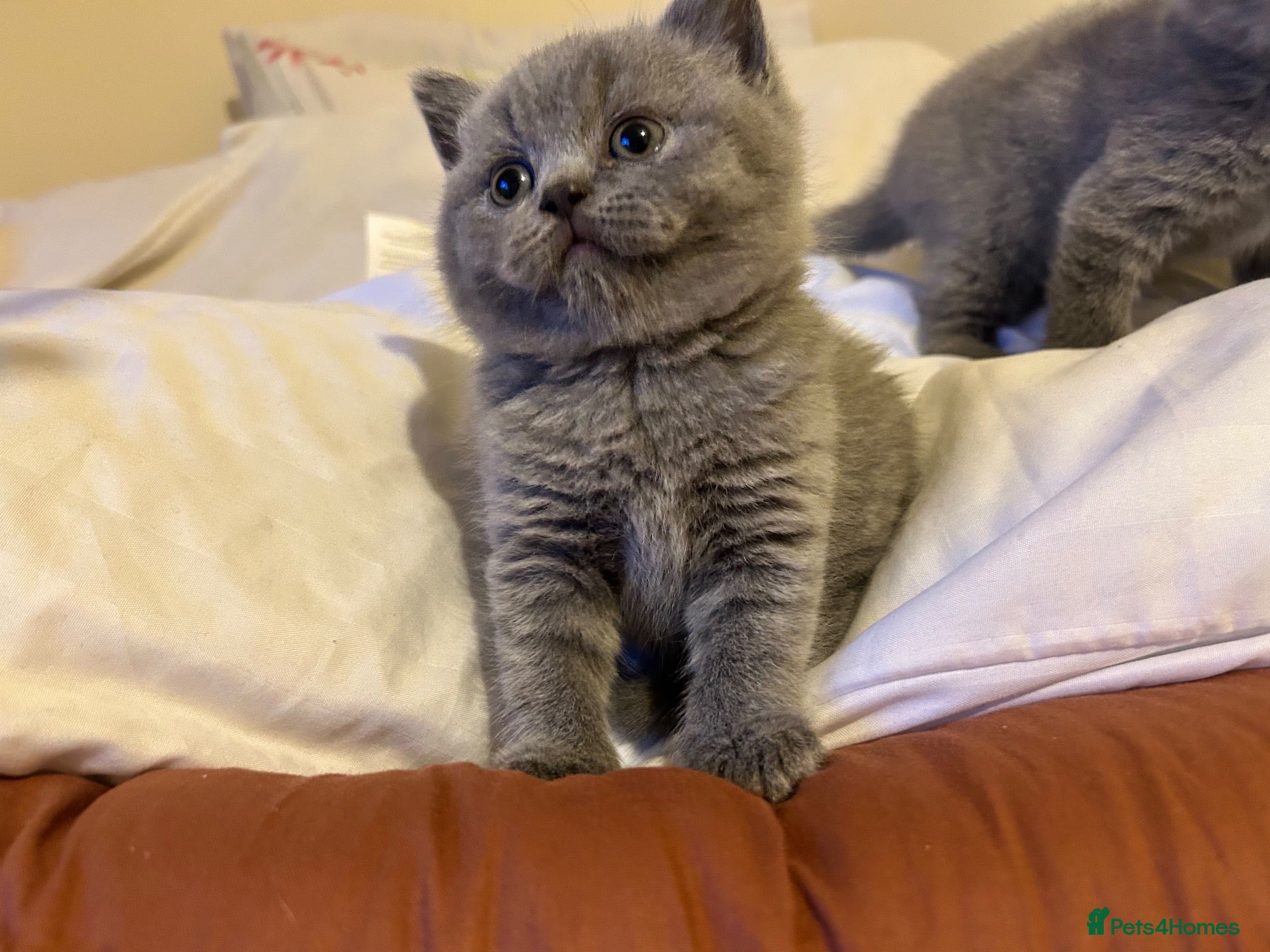 British Shorthair cats 🐾 Beautiful British Shorthair Kittens 🐾 - Advert 4