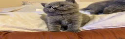 British Shorthair cats for sale: 🐾 Beautiful British Shorthair Kittens 🐾 in Huddersfield - Advert 7