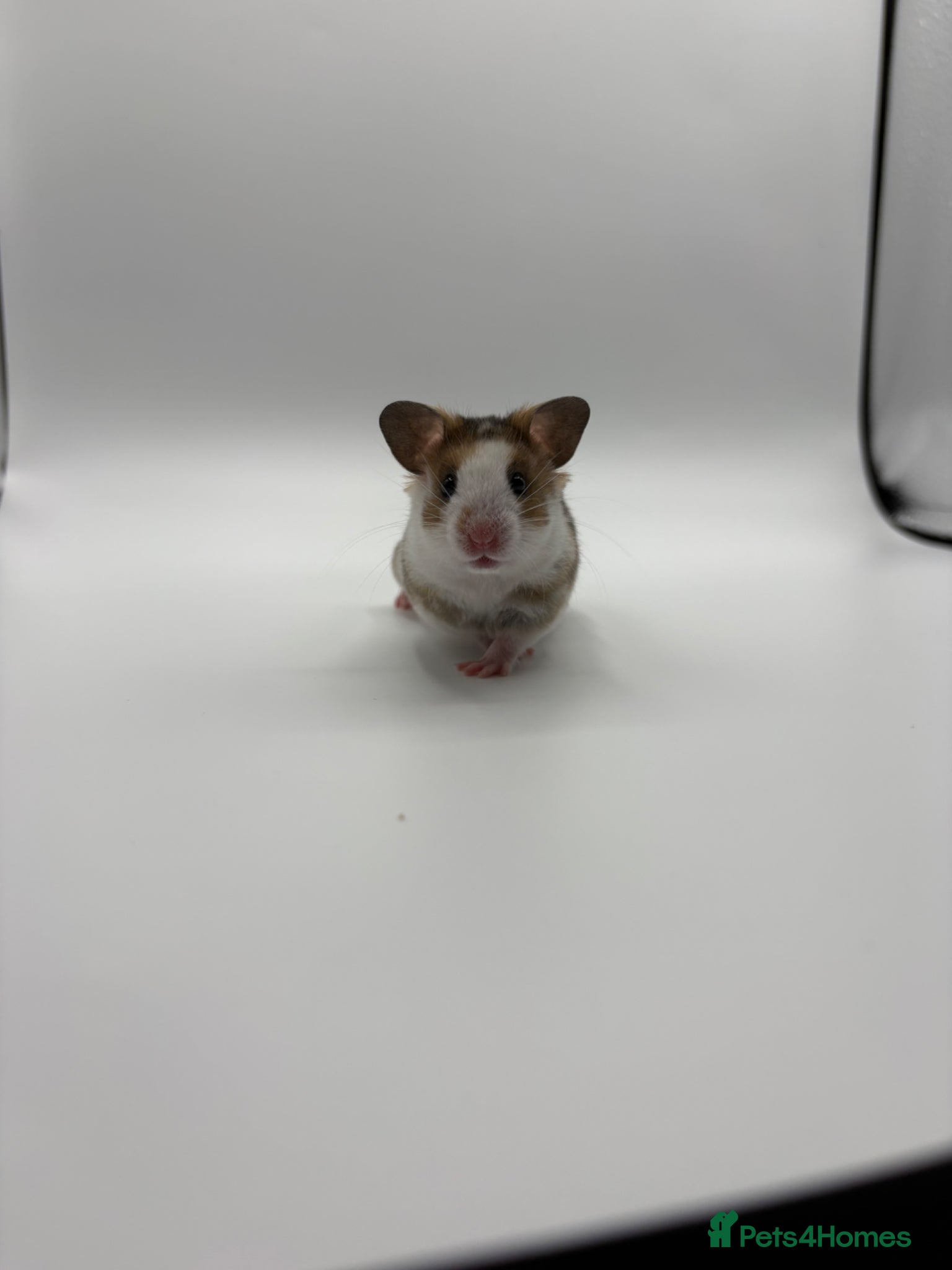 Hamster rodents Pedigree tame Syrian hamster pups  - Advert 16