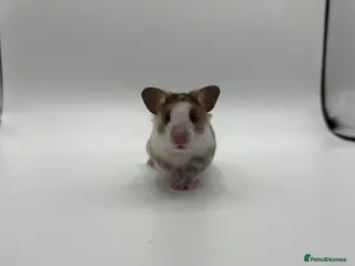 Hamster rodents Pedigree tame Syrian hamster pups - Advert 16