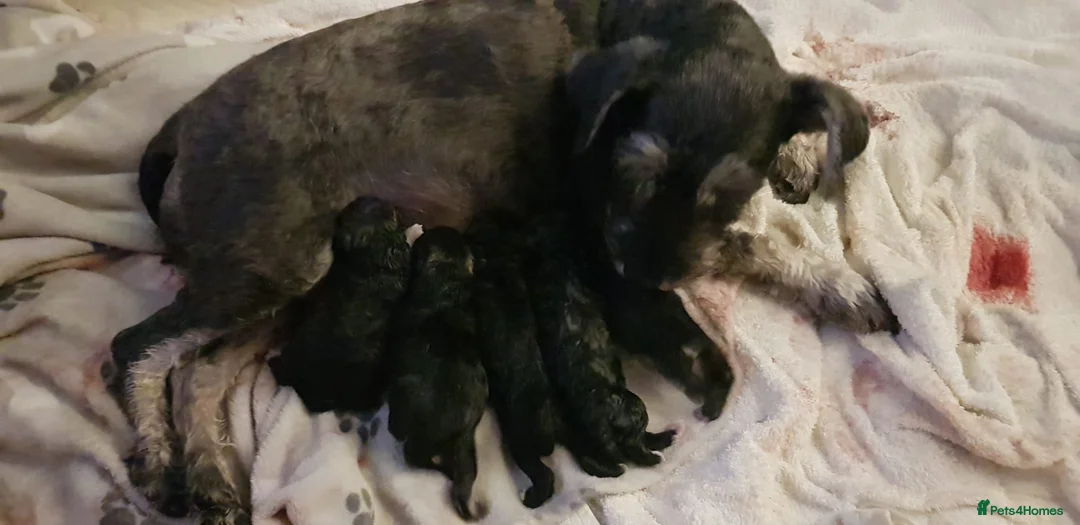 Miniature Poodle dogs for stud: Well PROVEN STUD Archie Minature Poodle  in Chard - Advert 26