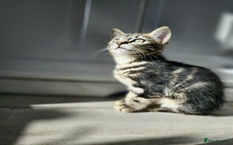 Mixed Breed cats for sale: 3 Beautiful kittens looking for home - Image 1