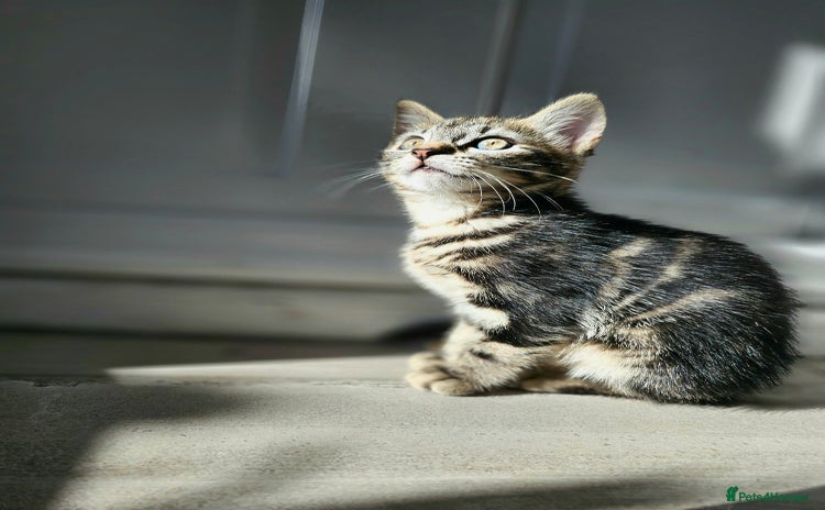 Mixed Breed cats - Advert 10