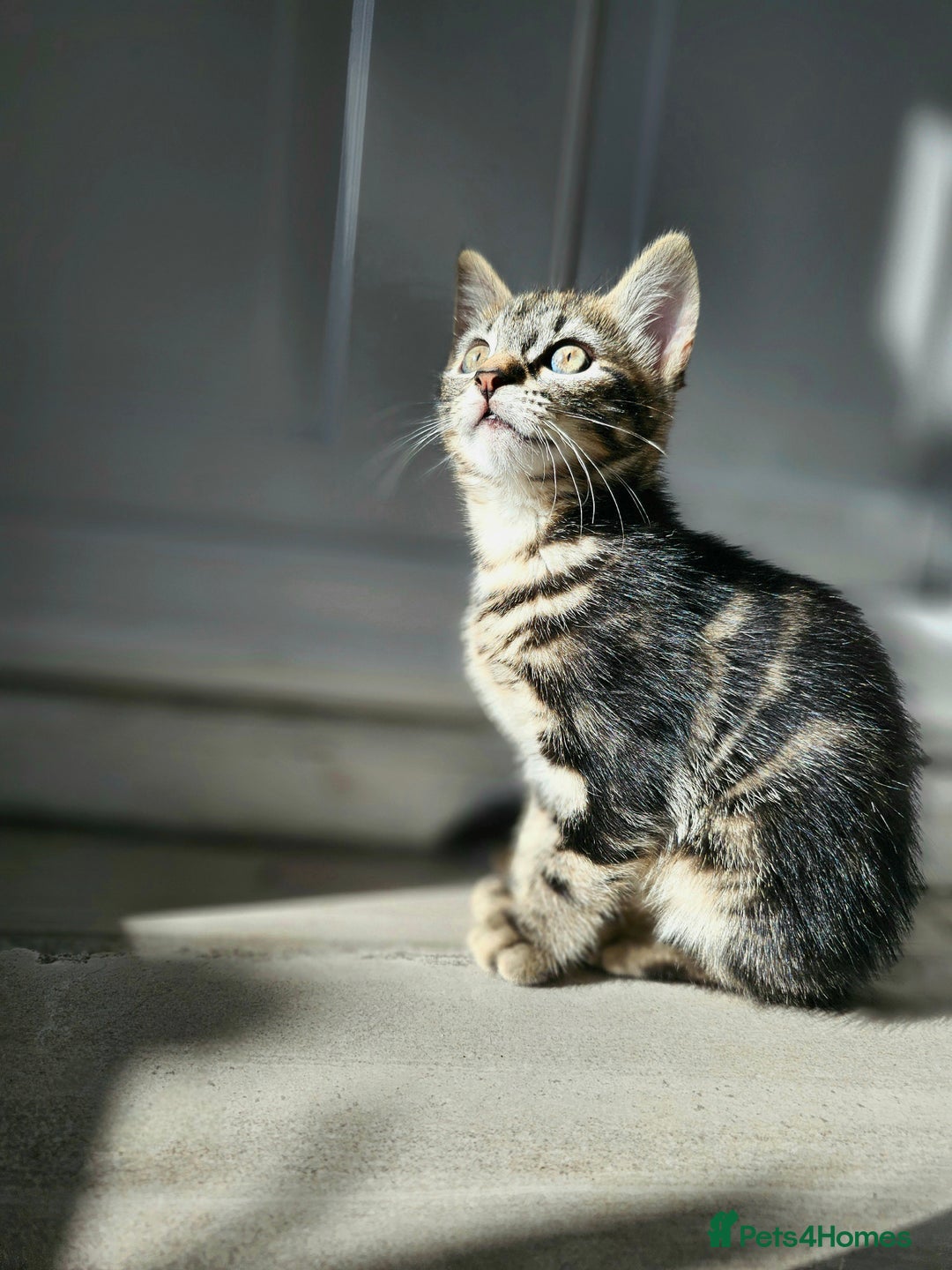 Mixed Breed cats for sale: 3 Beautiful kittens looking for home - Image 1
