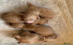Cockapoo dogs for sale: Cockerpoo Pups by POLICE K9 Behaviourist  - Image 4