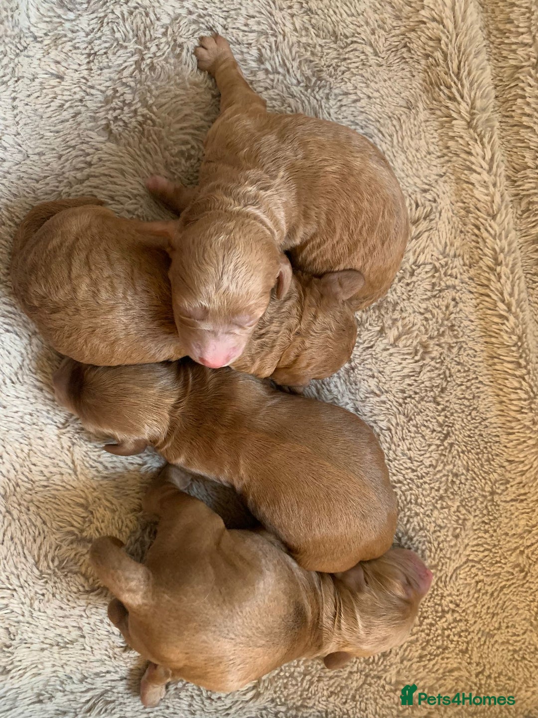 Cockapoo dogs for sale: Cockerpoo Pups by POLICE K9 Behaviourist  - Image 4